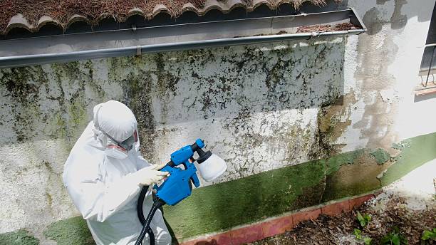 Trusted Mold Remediation service in New Bloomfield, PA - Cheap Mold Removal